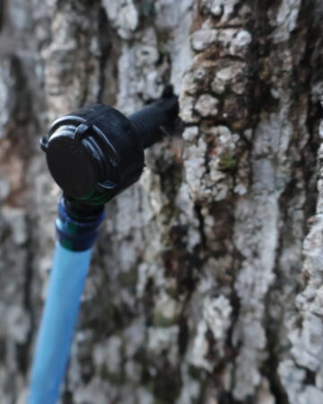 tapped maple tree